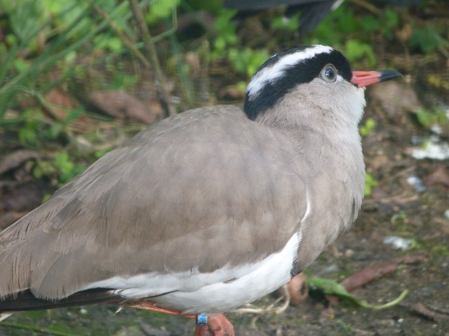 Crowned lapwing -Zoo de Santillana del Mar (2024)