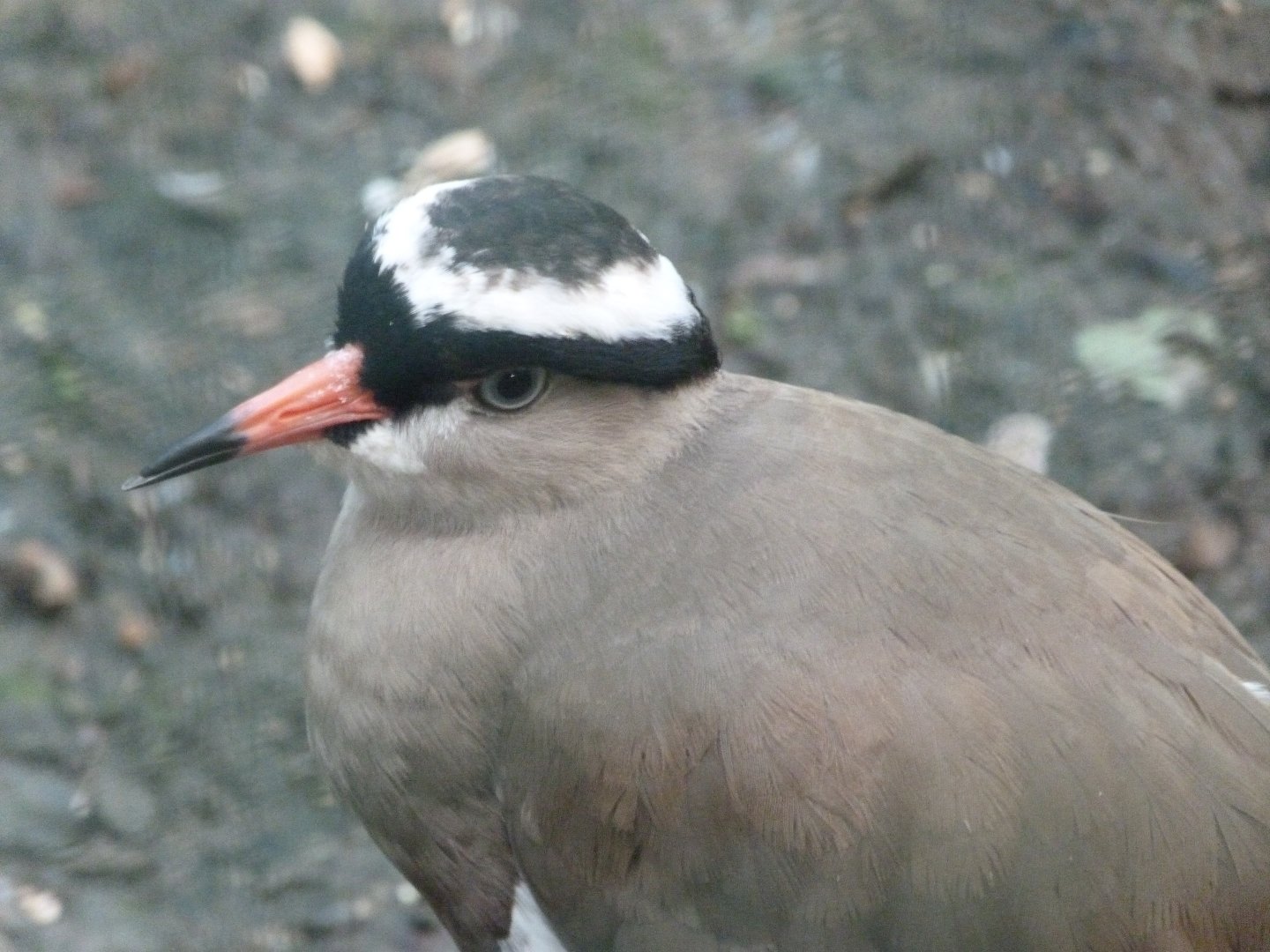 Crowned lapwing -Zoo de Santillana del Mar (2024)