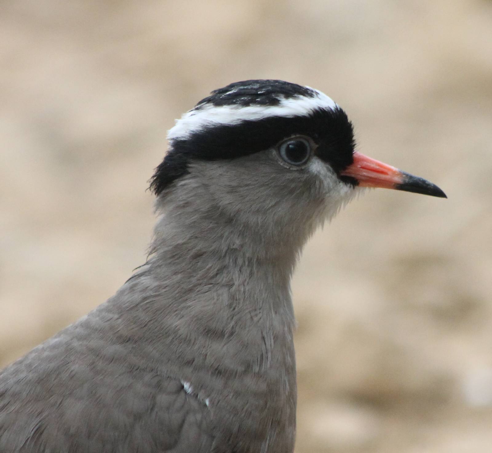 Crowned lapwing