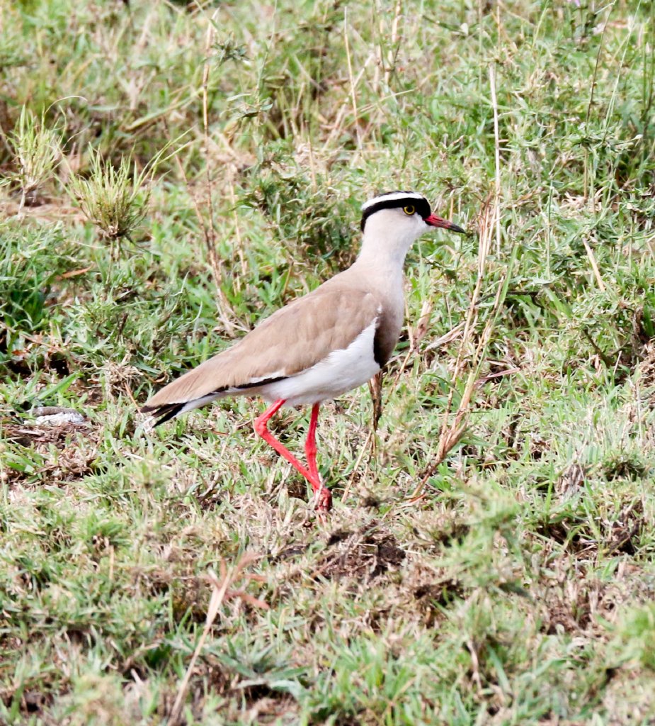 Crowned Lapwing