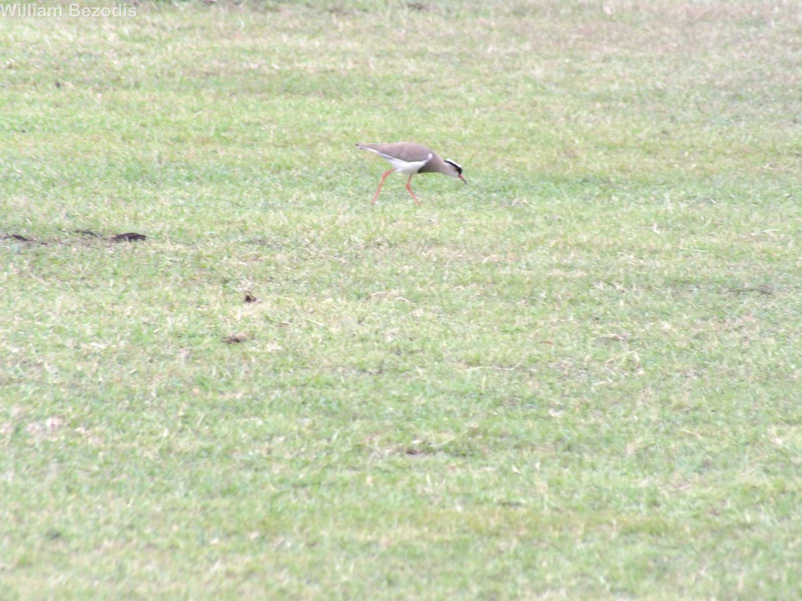 Crowned Lapwing
