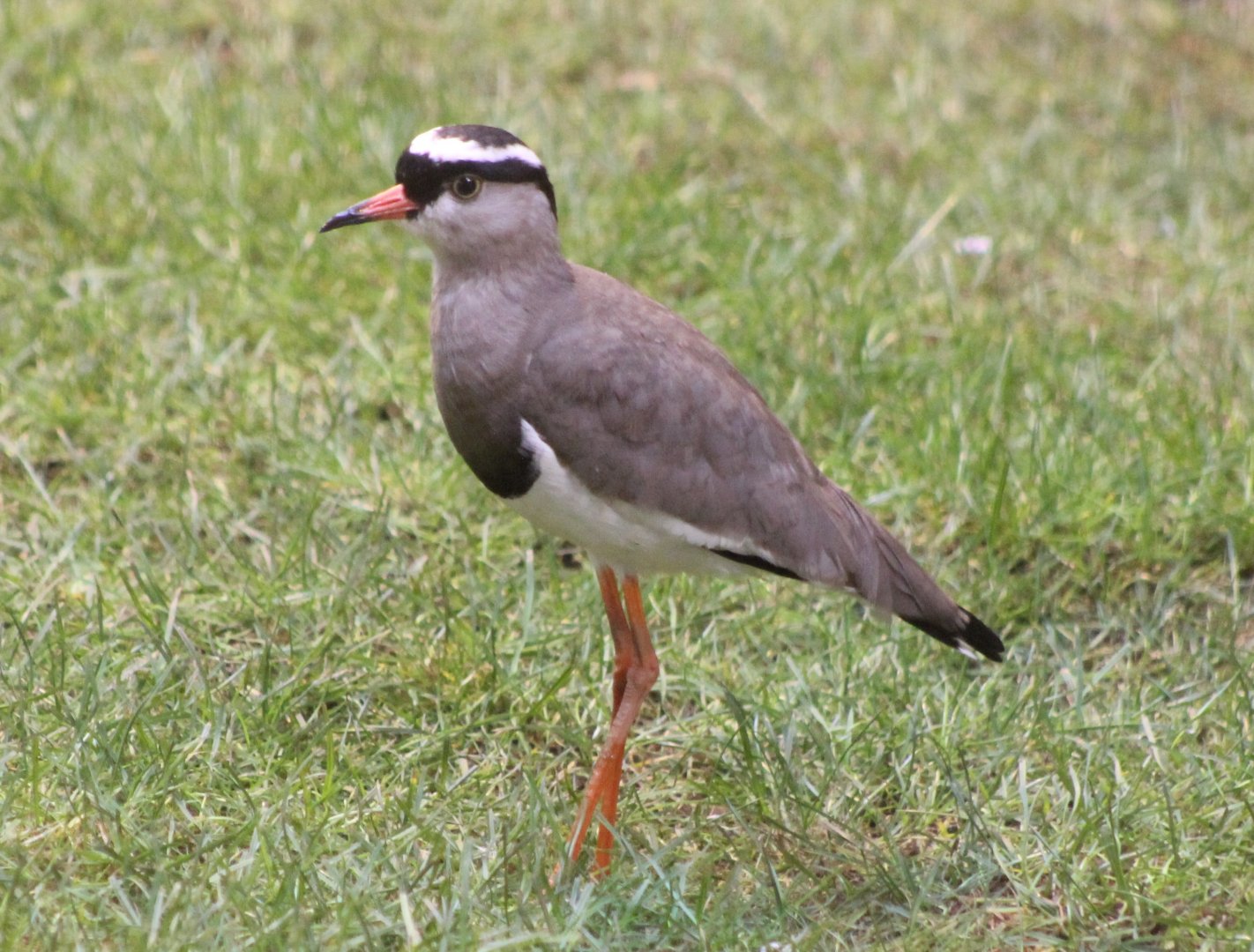 Crowned lapwing