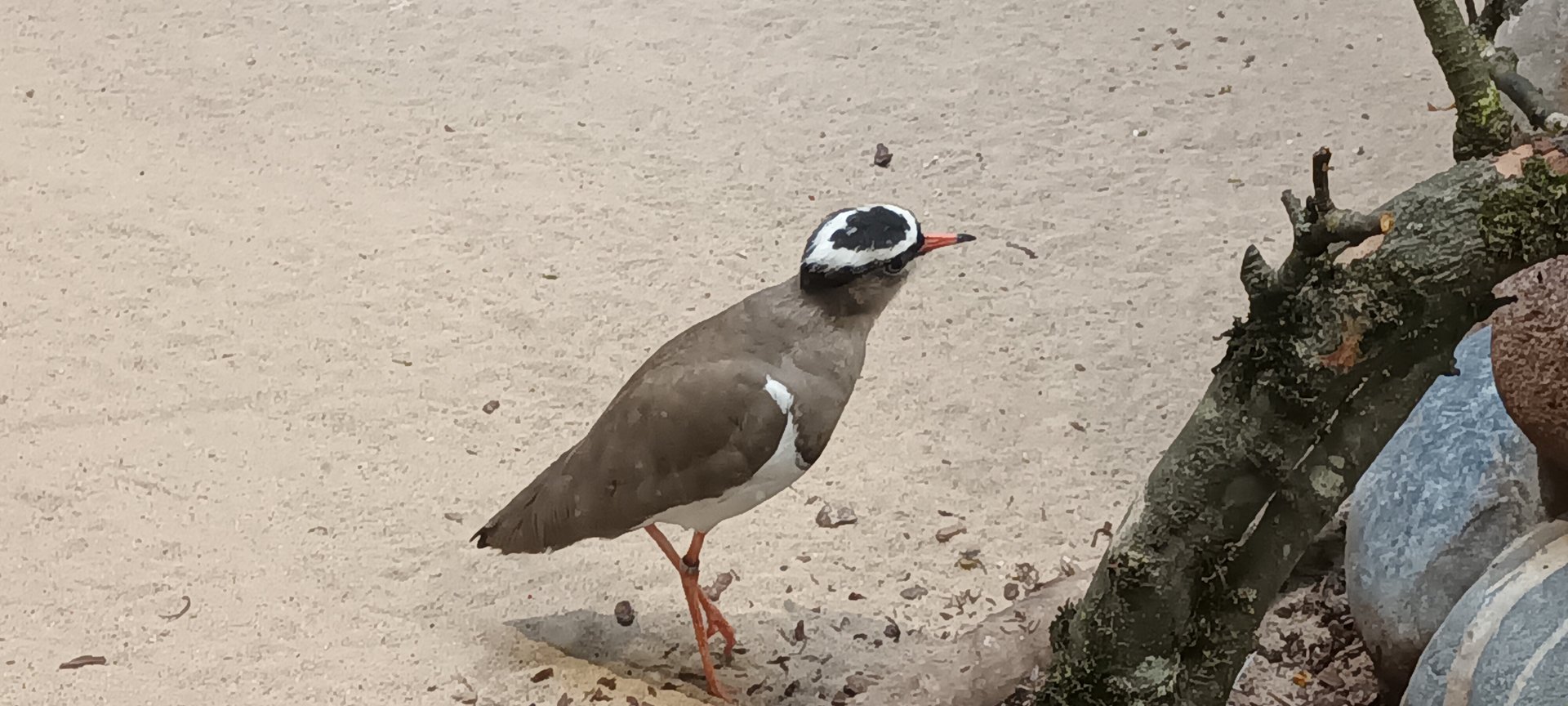 Crowned Lapwing