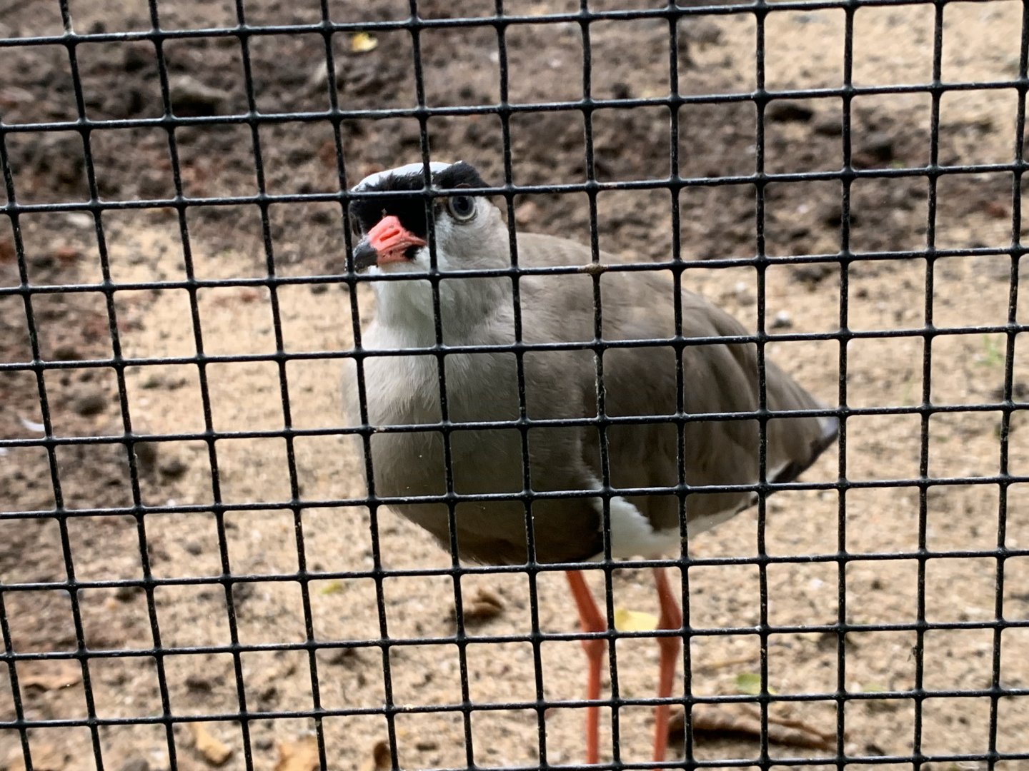 Crowned lapwing
