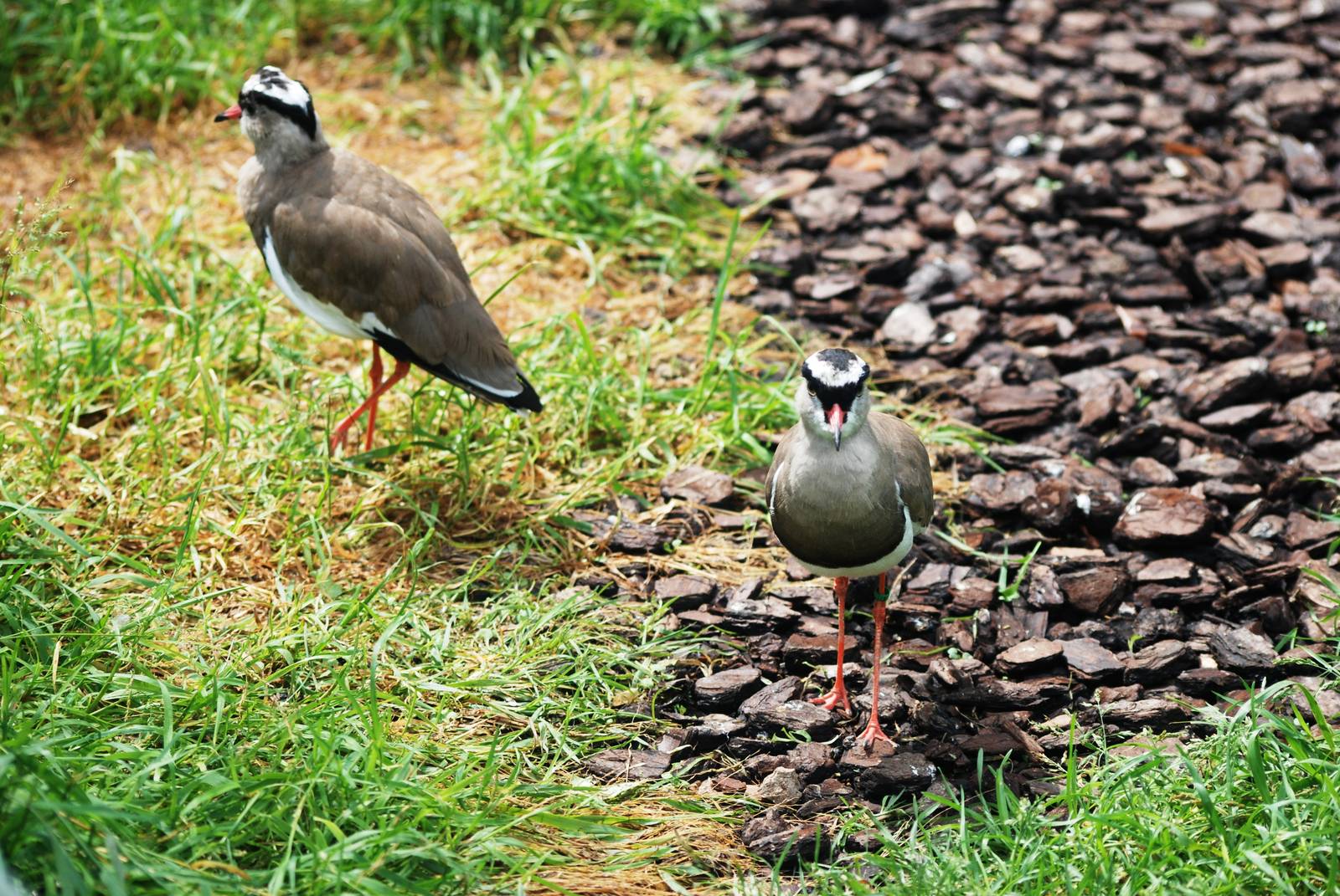Crowned Lapwings at Santillana del Mar, 13/06/15