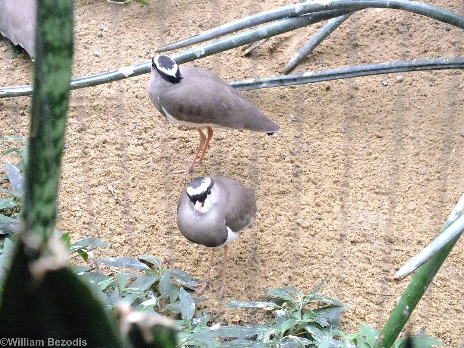 Crowned Lapwings - Bird House