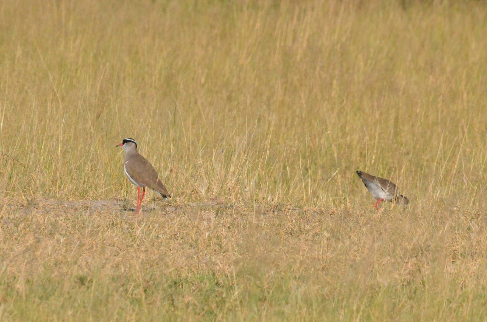 Crowned Lapwings, Moremi Game Reserve, Botswana, 28/04/16