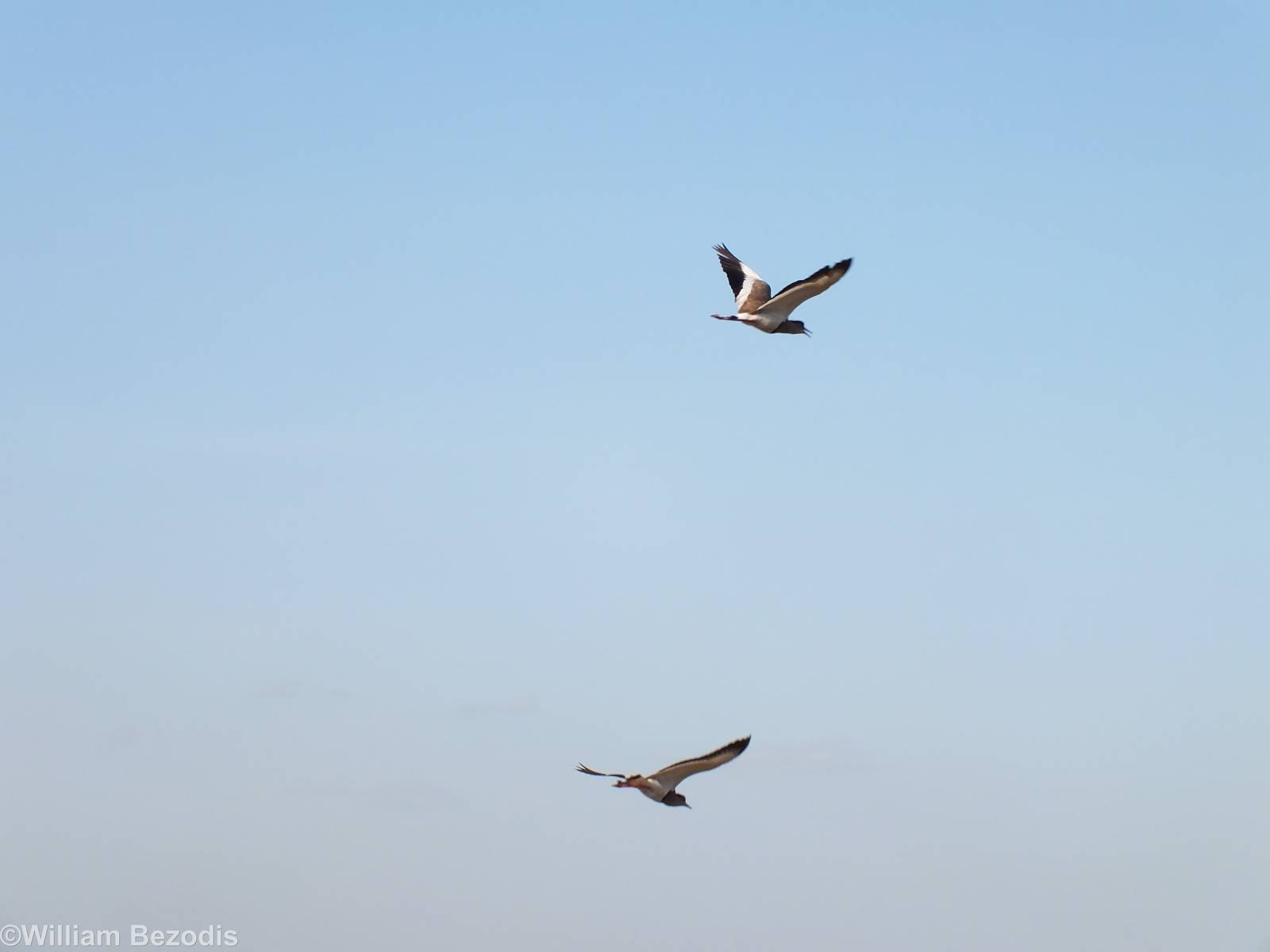 Crowned Lapwings - Nairobi National Park