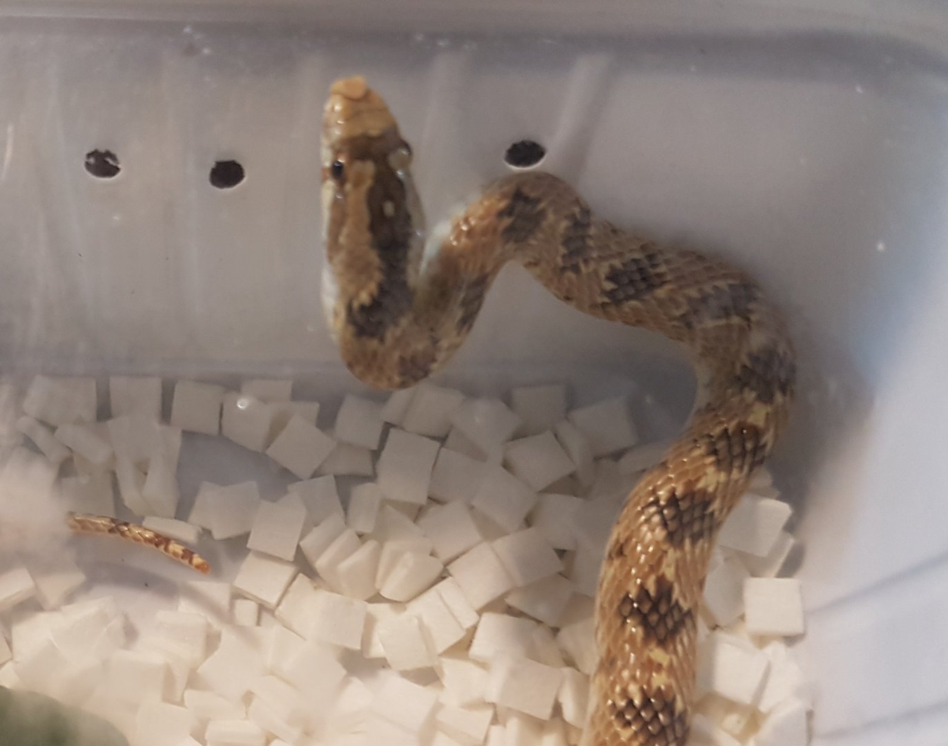 Crowned leafnose snake - Lythorinchus diadema