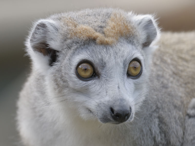Crowned lemur (1)