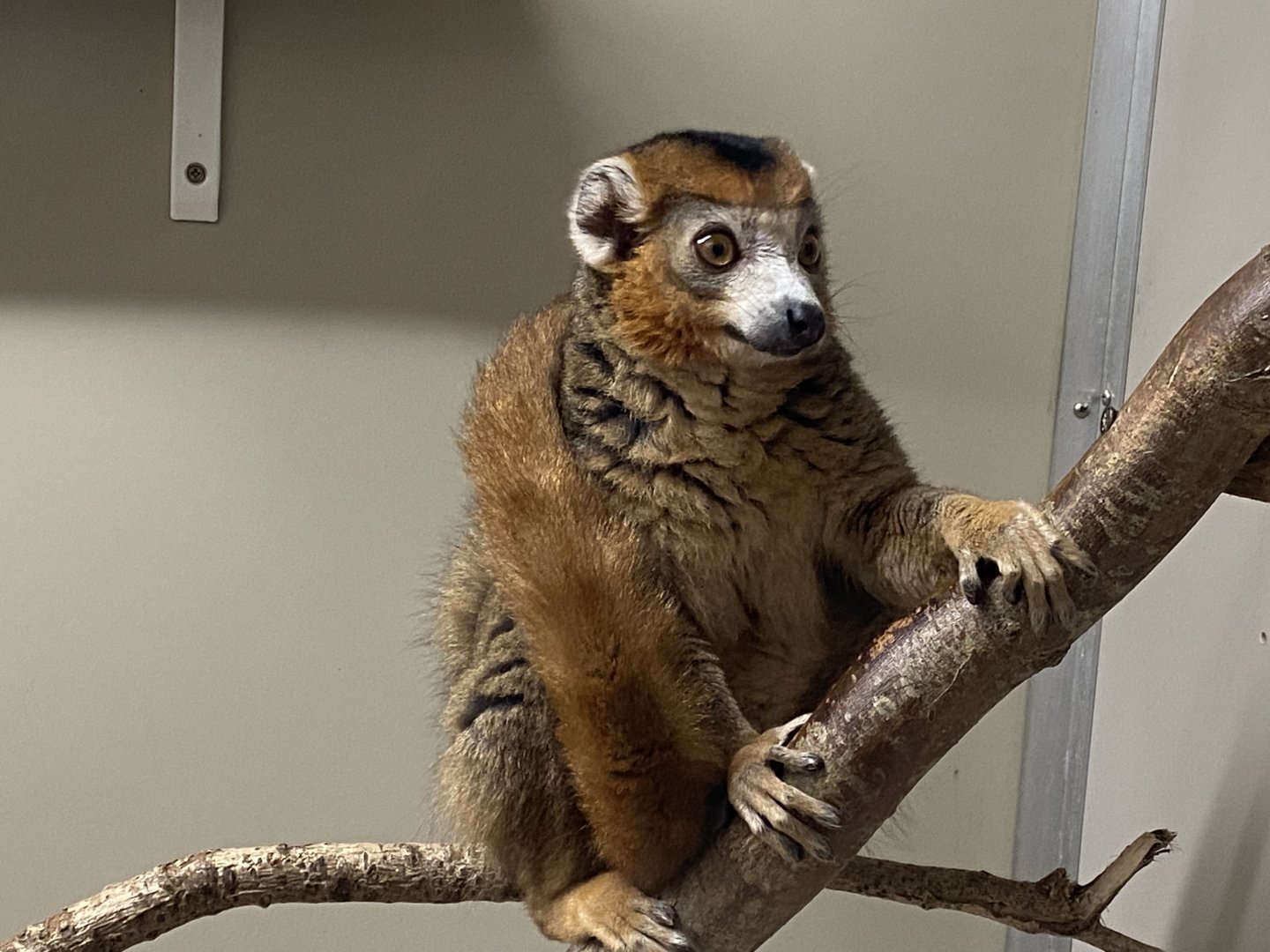 Crowned lemur 111221