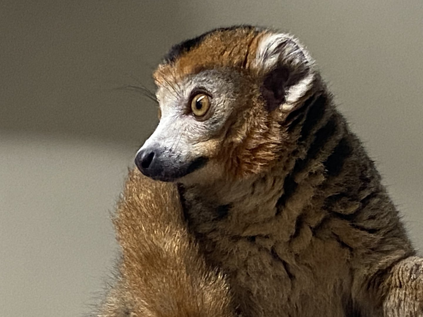 Crowned lemur 111221