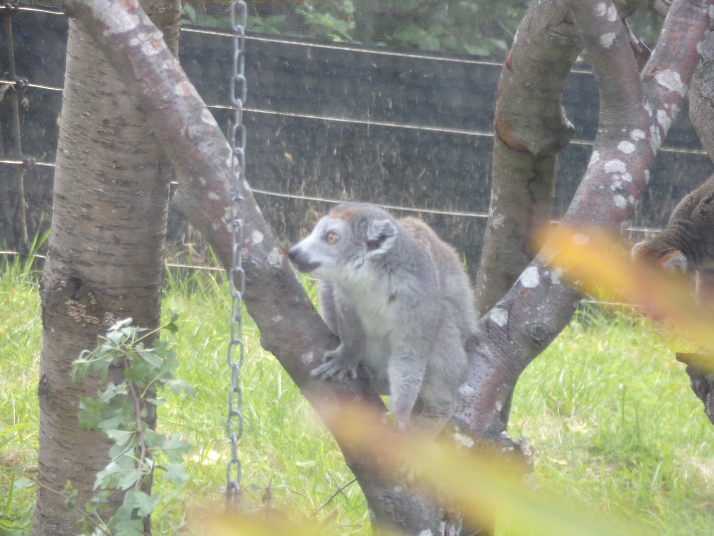 Crowned lemur 17.7.24