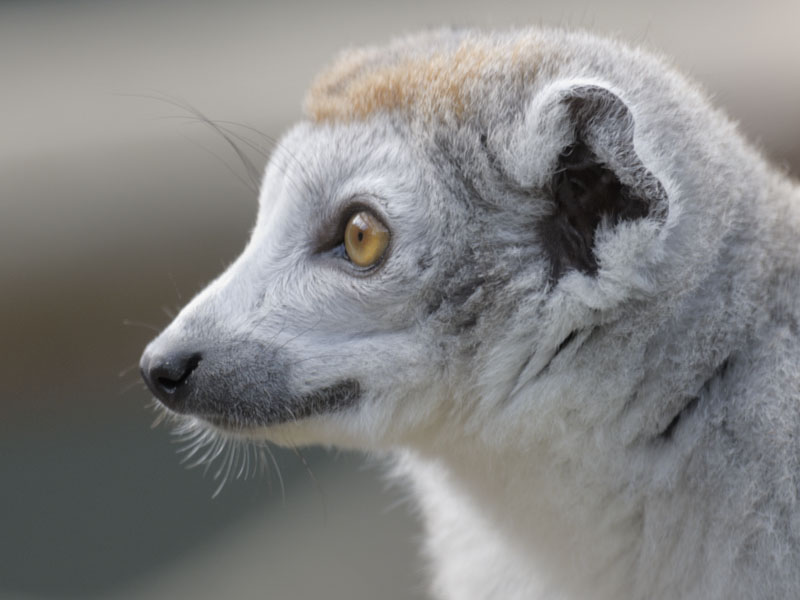 Crowned lemur (2)