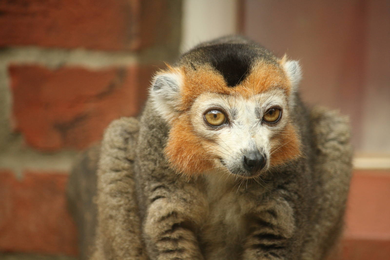 Crowned lemur 21 August 2010