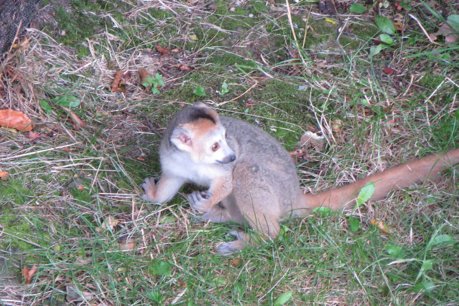 Crowned Lemur 240815