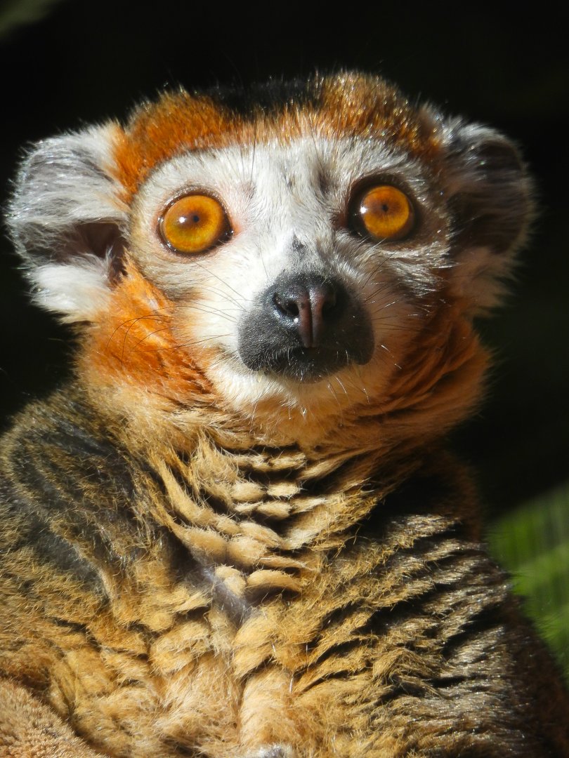 Crowned Lemur- 24th February 2024
