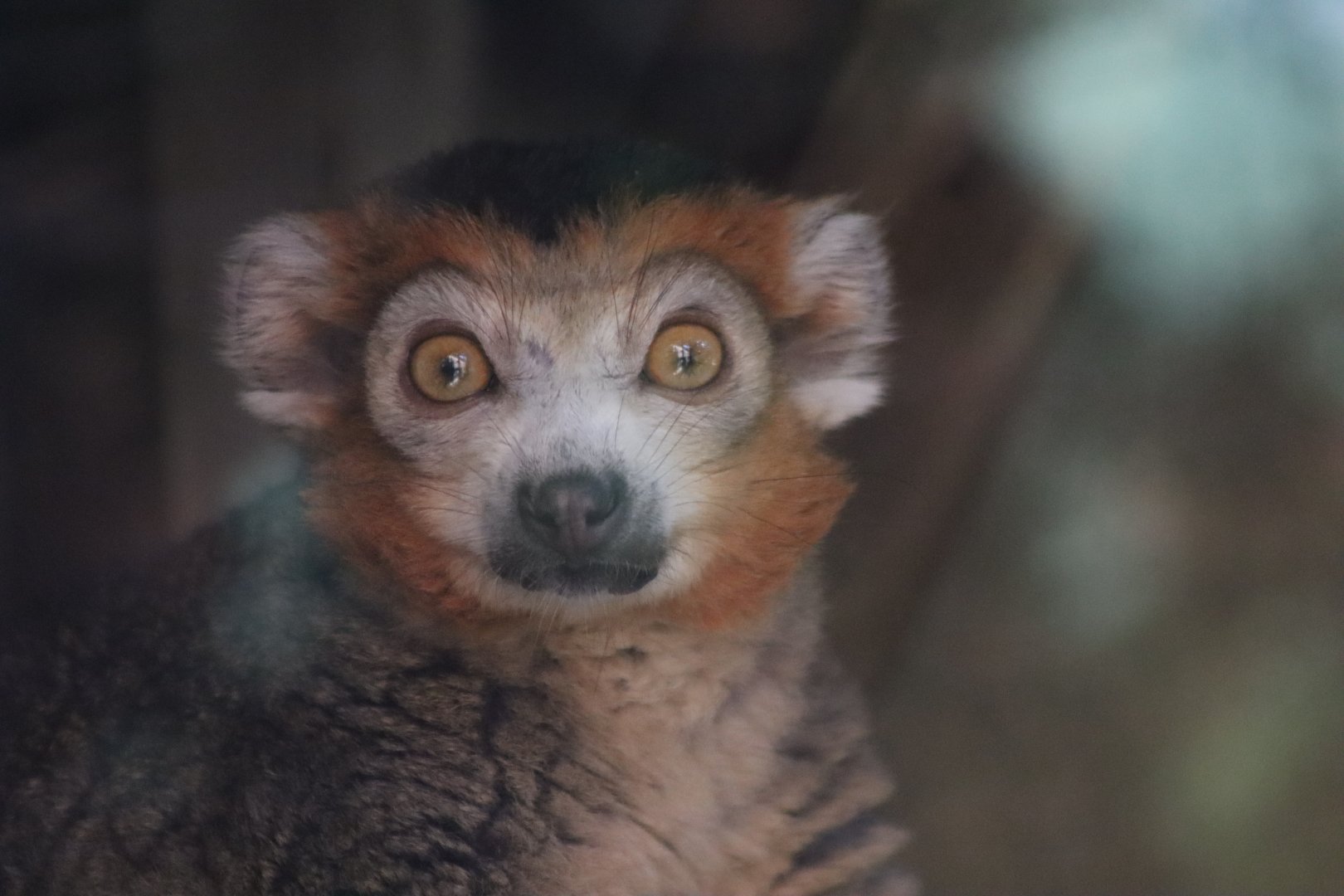Crowned lemur - 6 September 2021