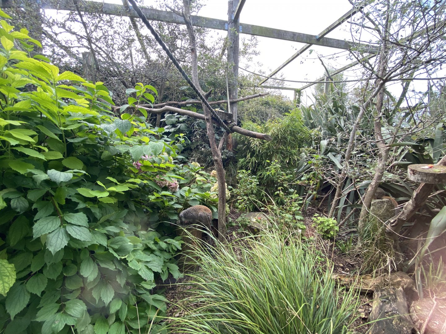 Crowned lemur and Narrow-striped mongoose enclosure 070920