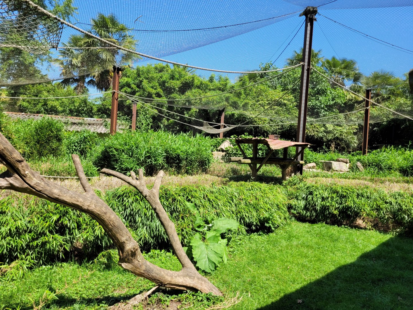 Crowned lemur and Ring-tailed lemur exhibit -Zoo d'Asson (2022)