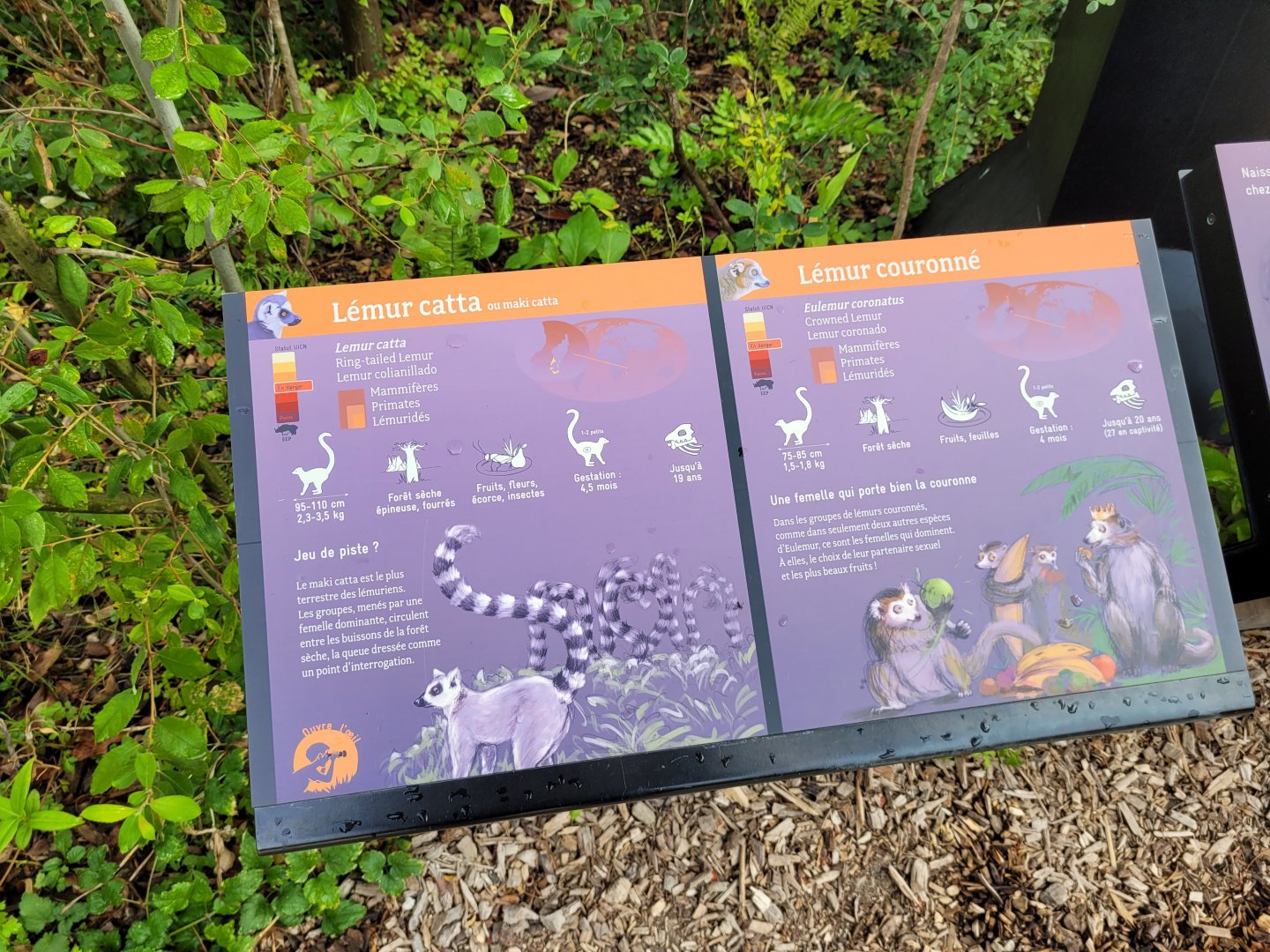 Crowned lemur and Ring-tailed lemur signs -Parc Zoologique de Paris (2022)