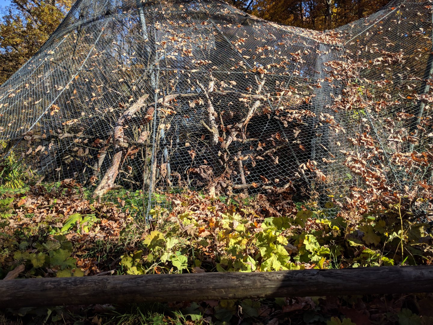 Crowned Lemur and Rock Partridge Aviarys