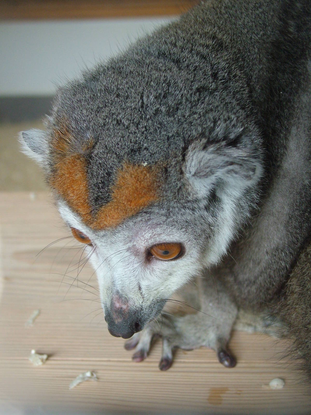 Crowned Lemur at Linton 05/04/10