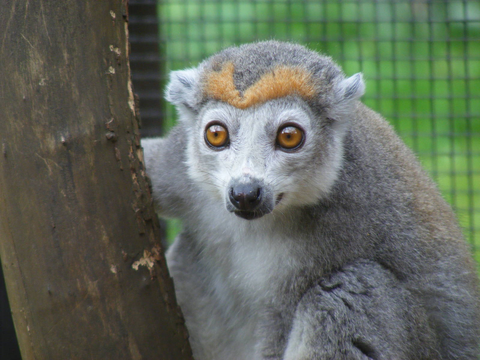 Crowned lemur at Linton Zoo, 11 September 2010