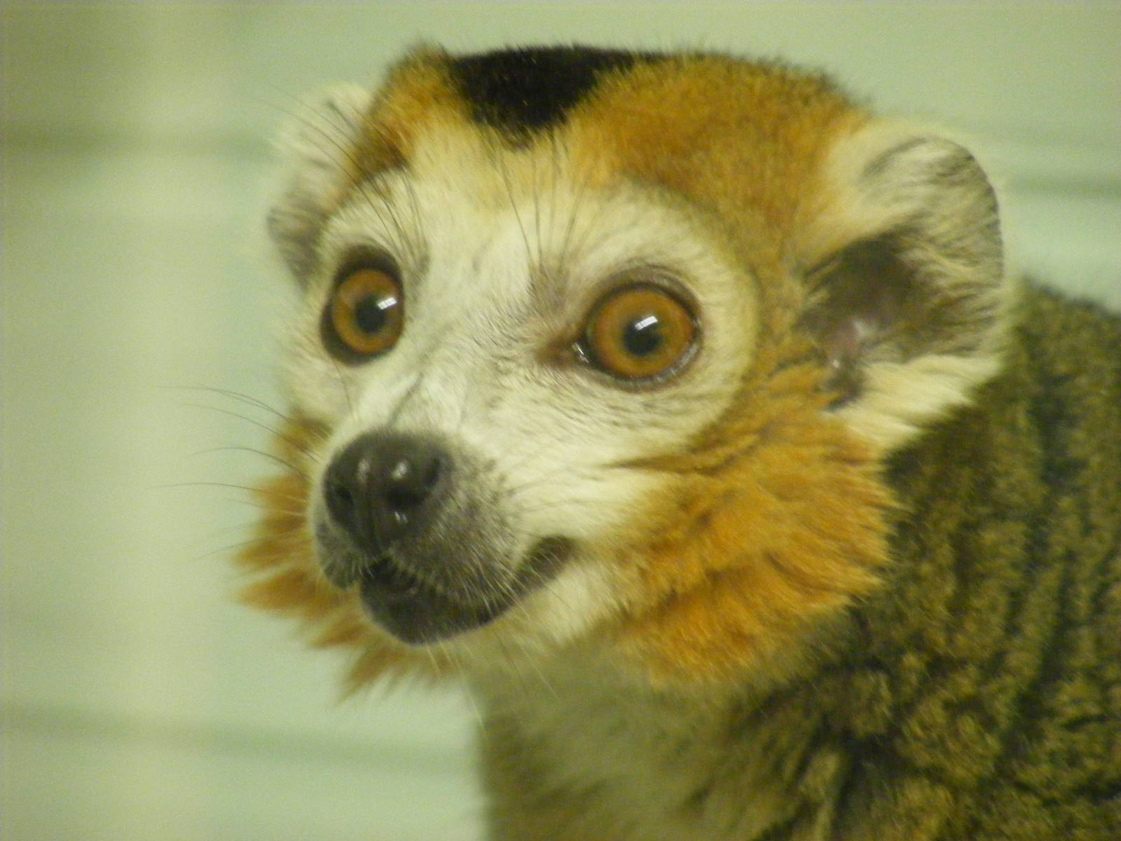 Crowned lemur at Twycross Zoo, 25 September 2009