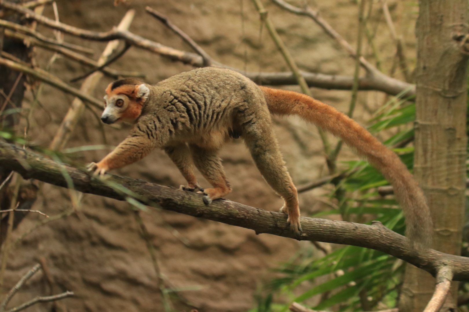 Crowned lemur (August 2019)
