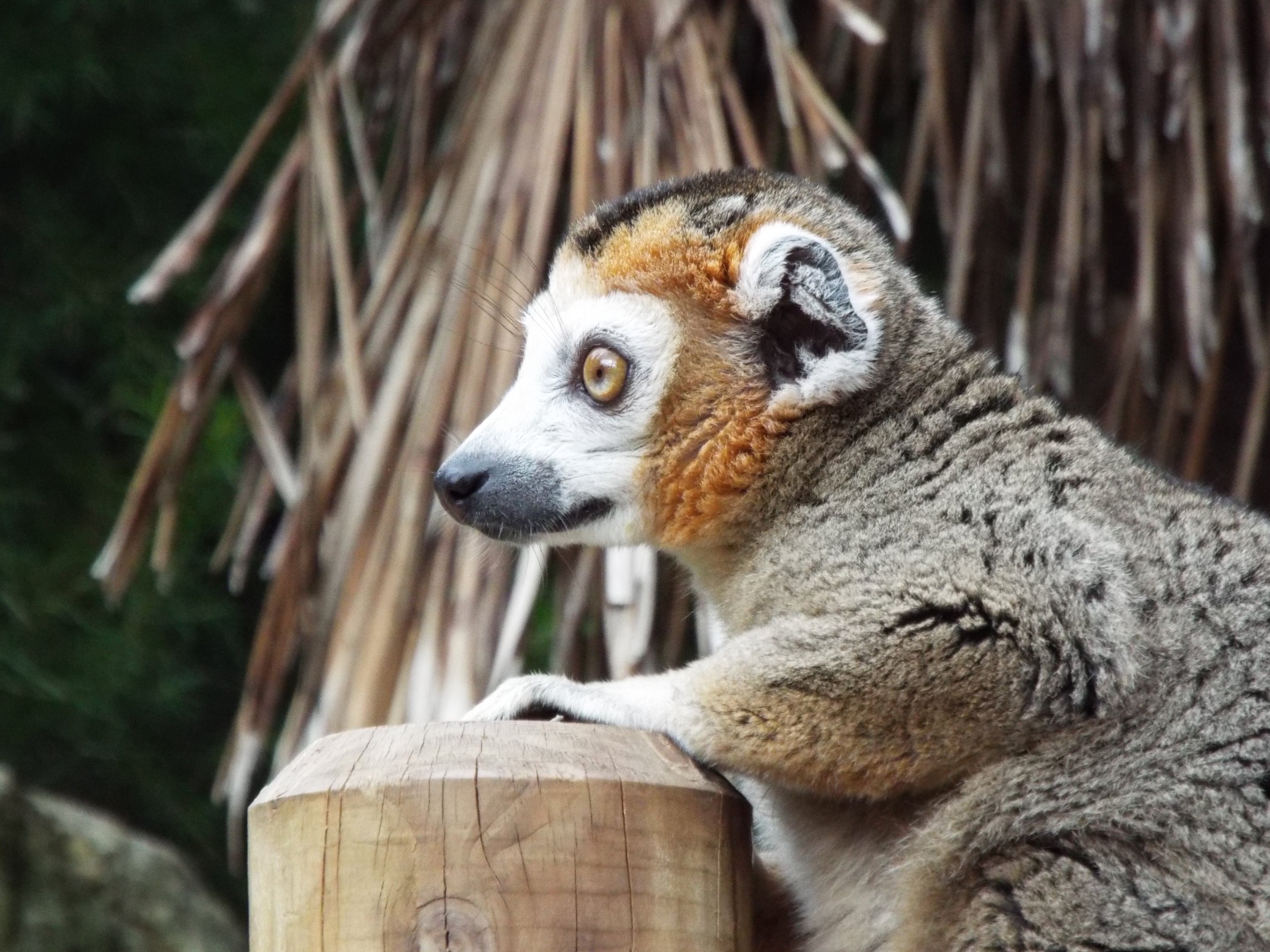 Crowned Lemur Bristol Zoo