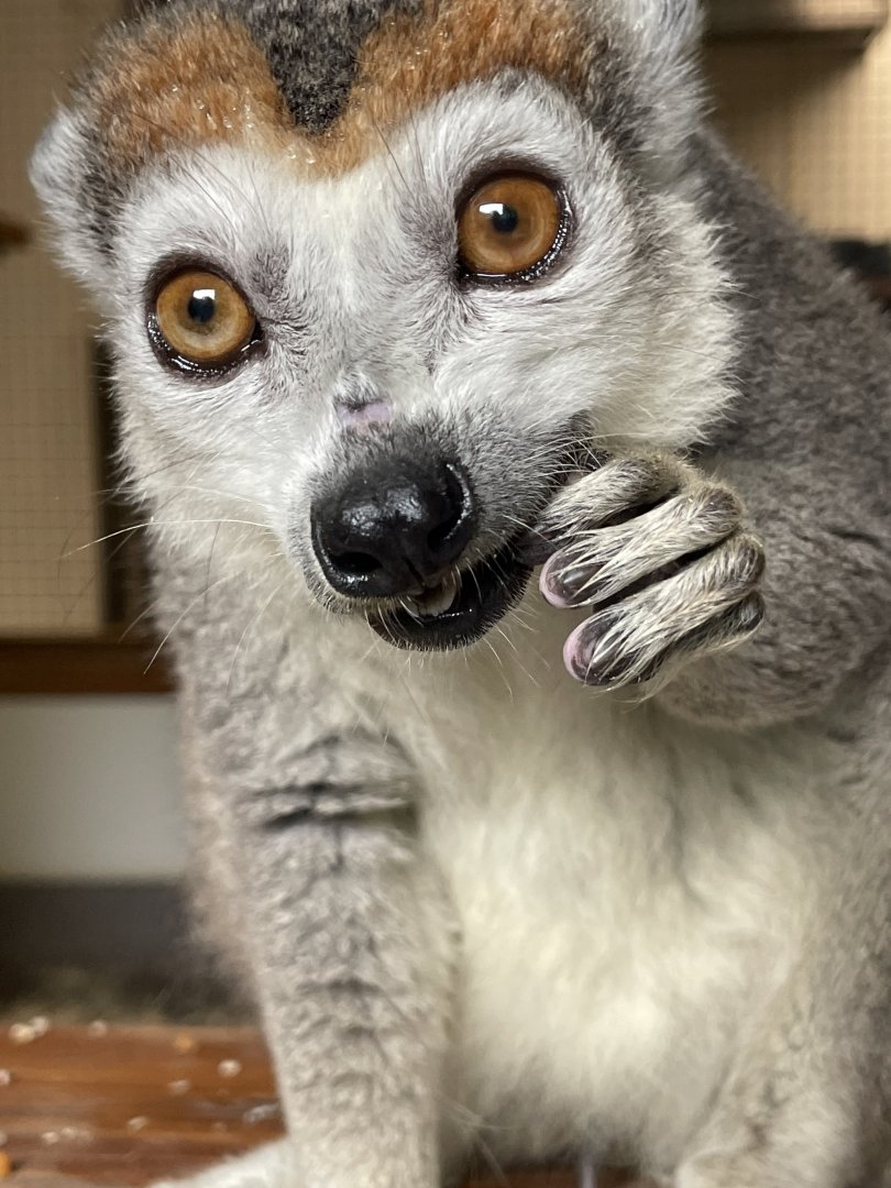 Crowned Lemur Close-up
