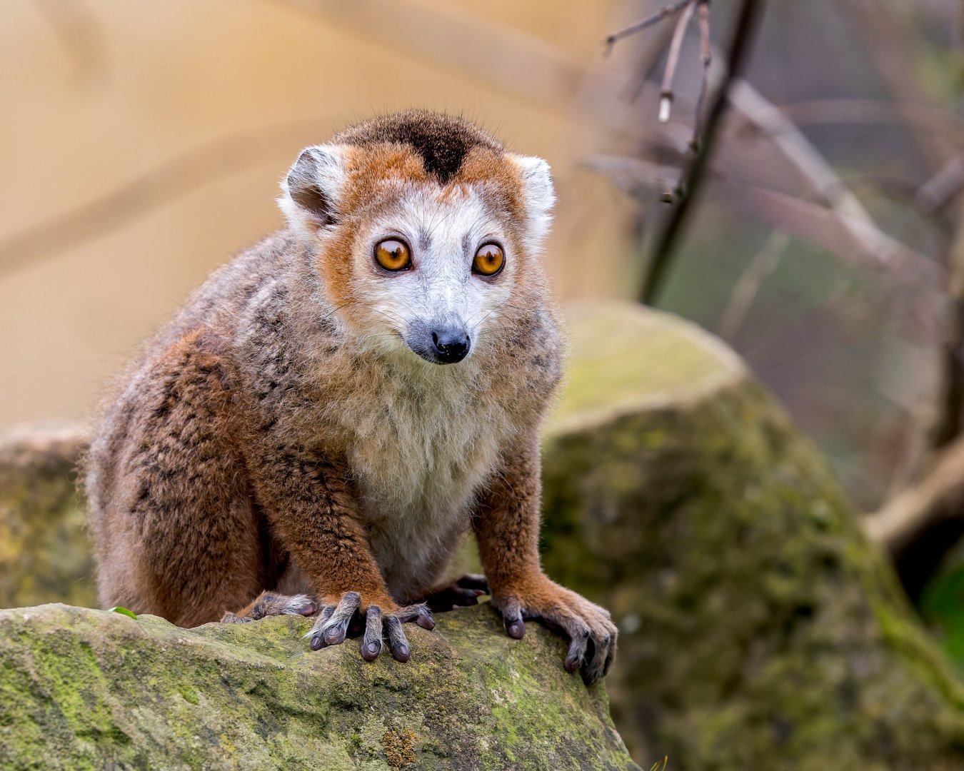 Crowned Lemur / Cotswold Wildlife Park / 5-4-23