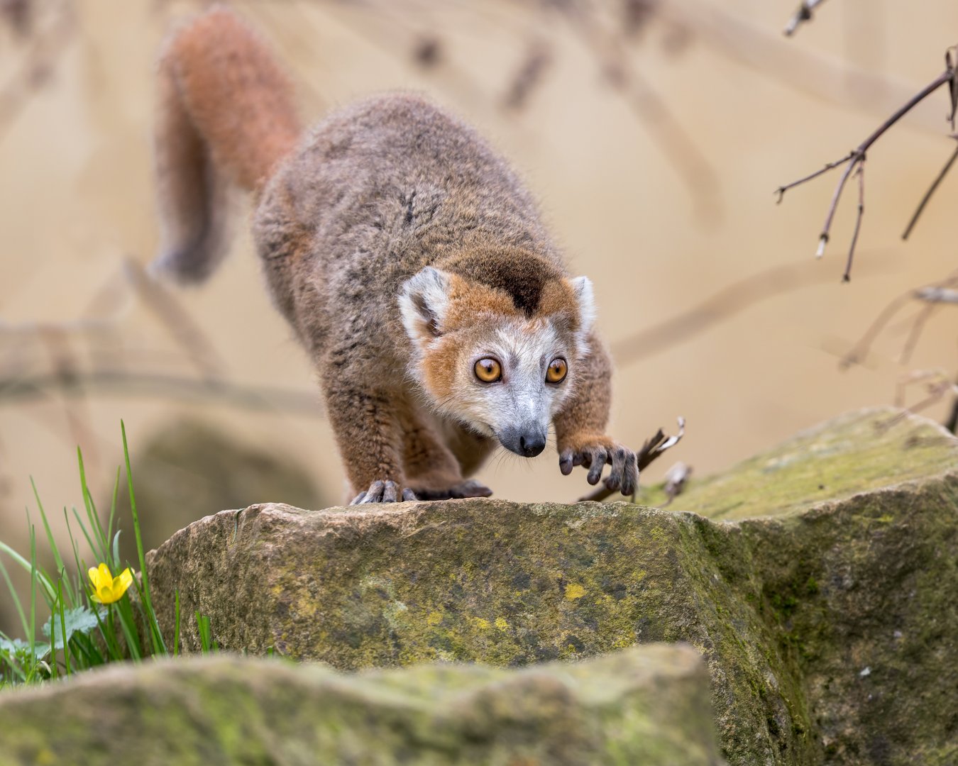 Crowned Lemur / Cotswold Wildlife Park / 5-4-23