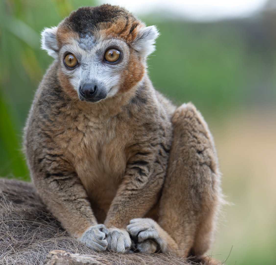 Crowned lemur, CWP, UK
