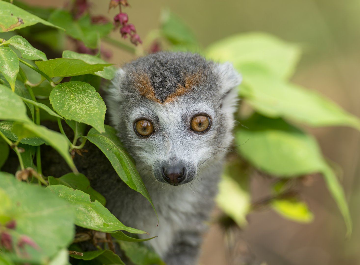 Crowned Lemur, CWP, UK