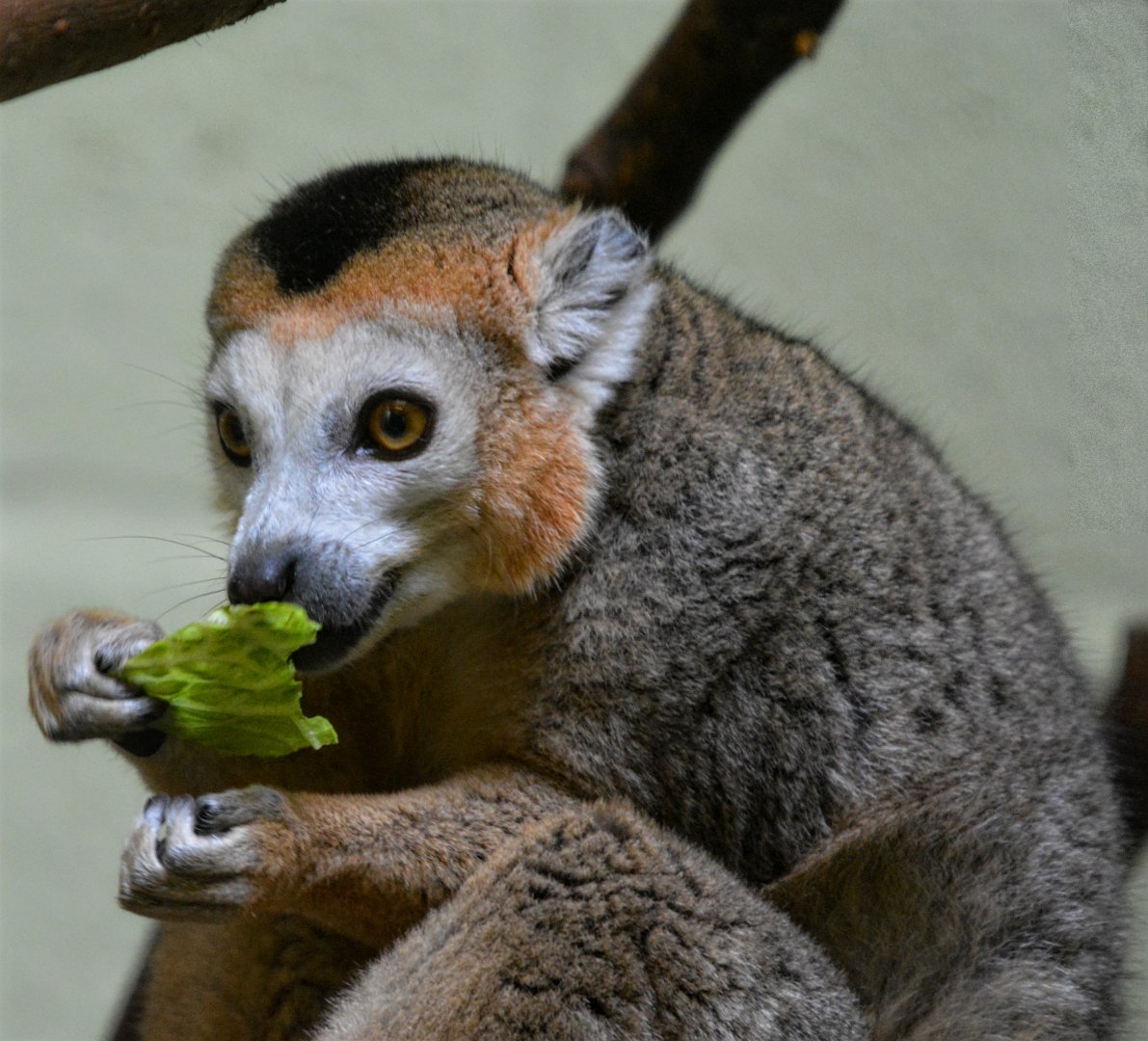 Crowned Lemur eating