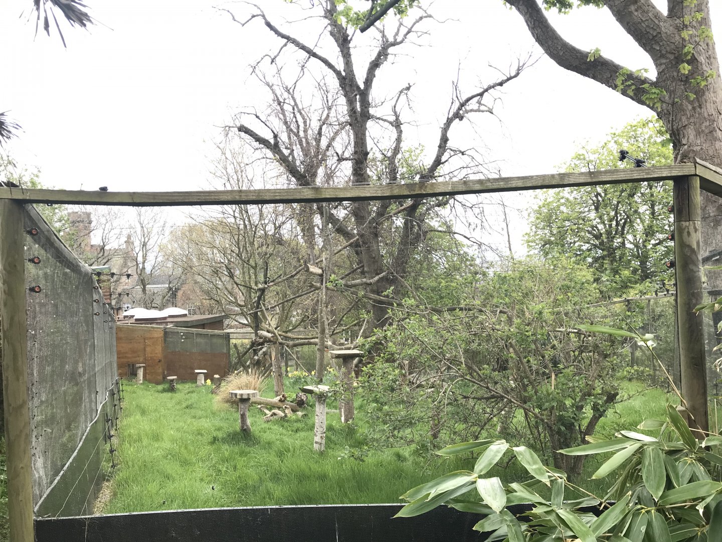 Crowned lemur enclosure (2)