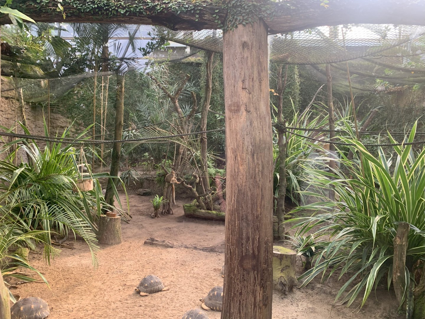Crowned Lemur enclosure - Gondwanaland