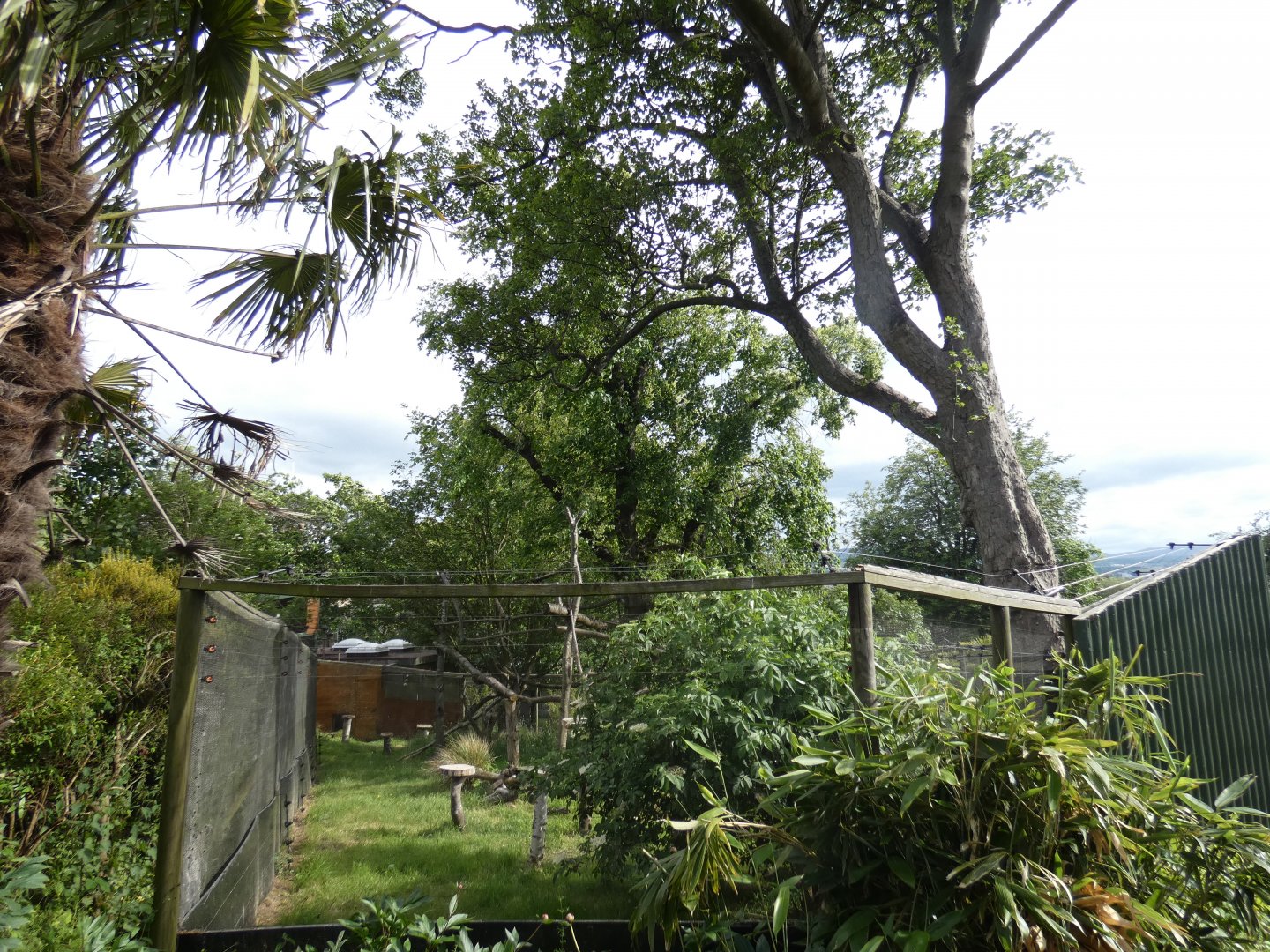 Crowned lemur enclosure