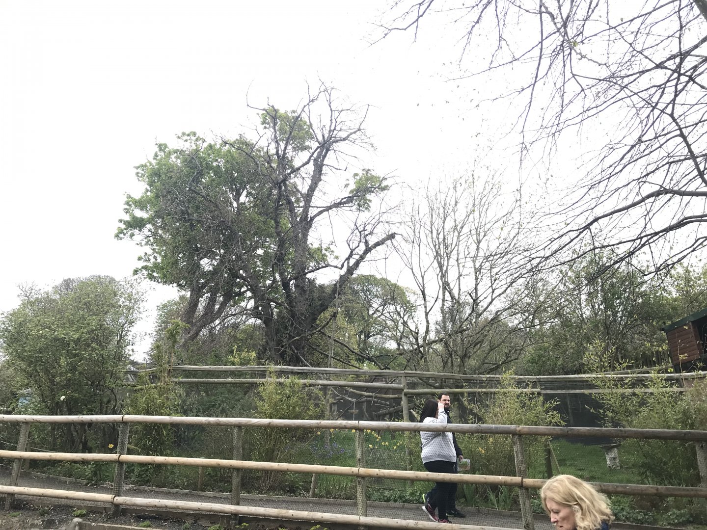 Crowned lemur enclosure