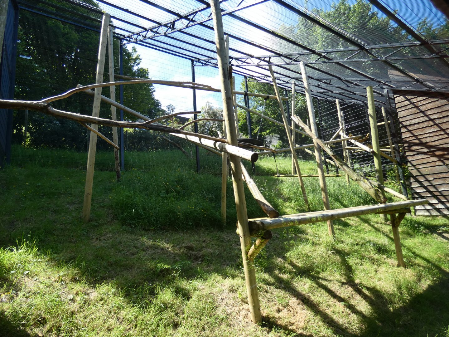 Crowned lemur enclosure