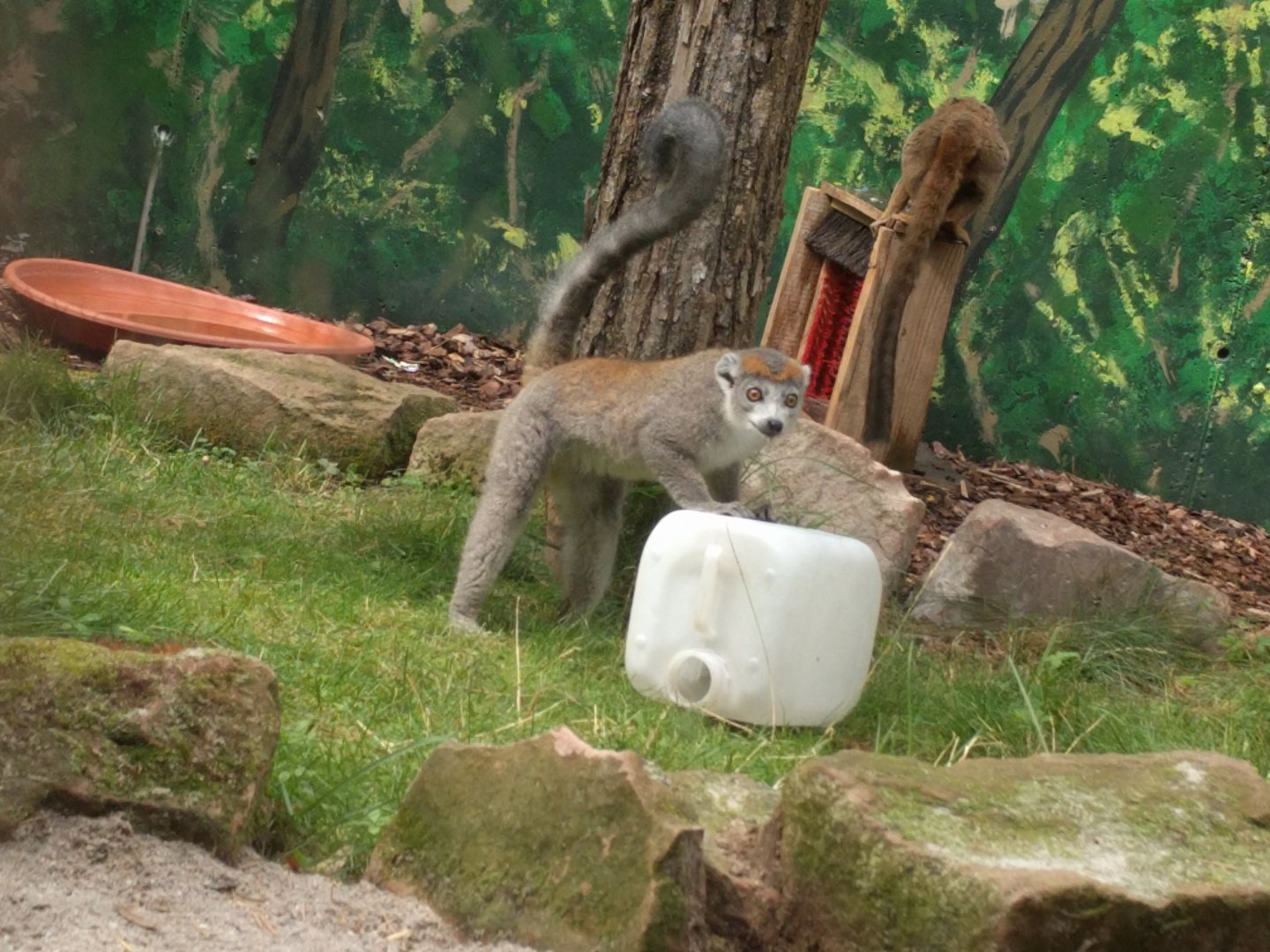 Crowned  Lemur Enrichment
