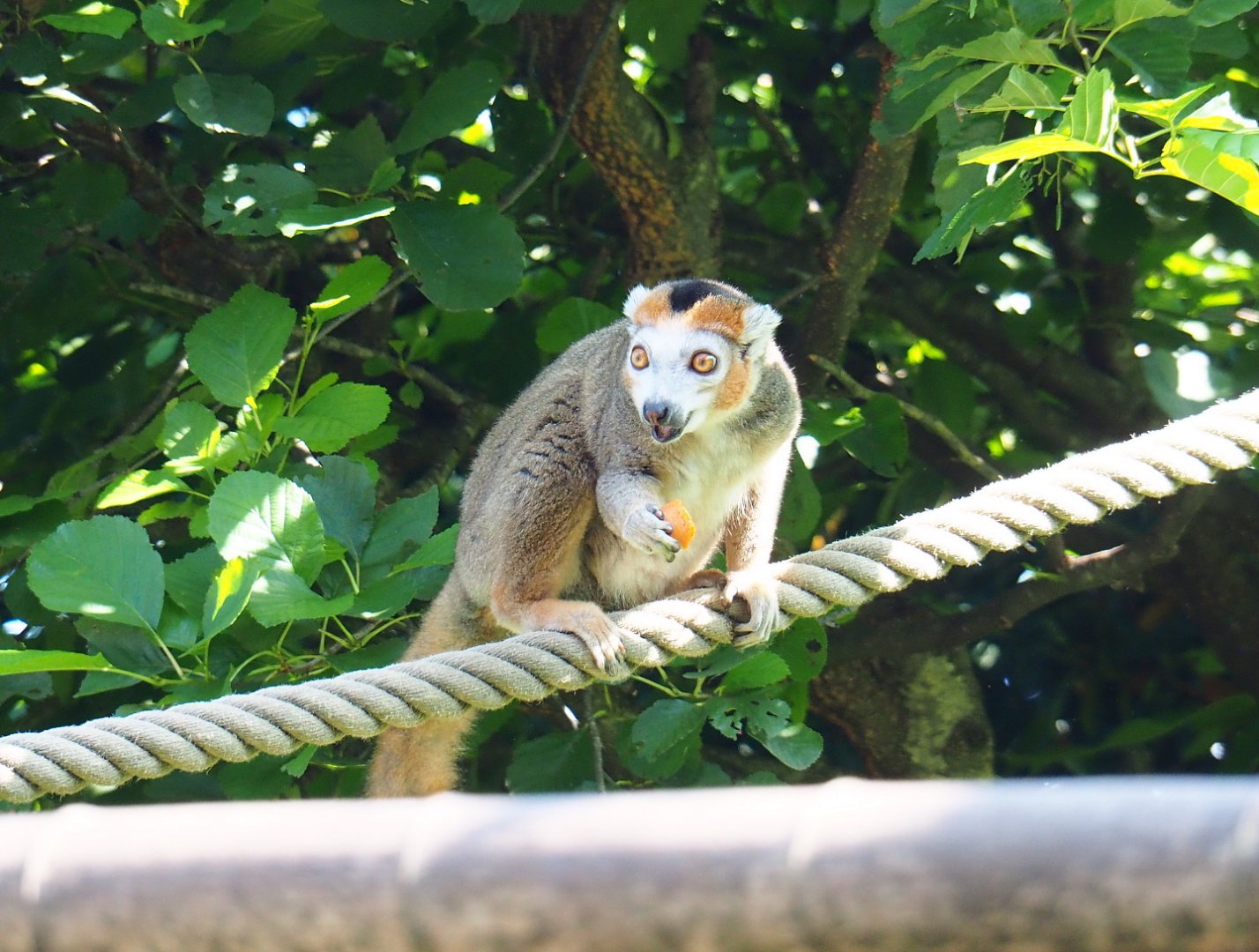 Crowned lemur (Eulemur coronatus), 2021-09-02
