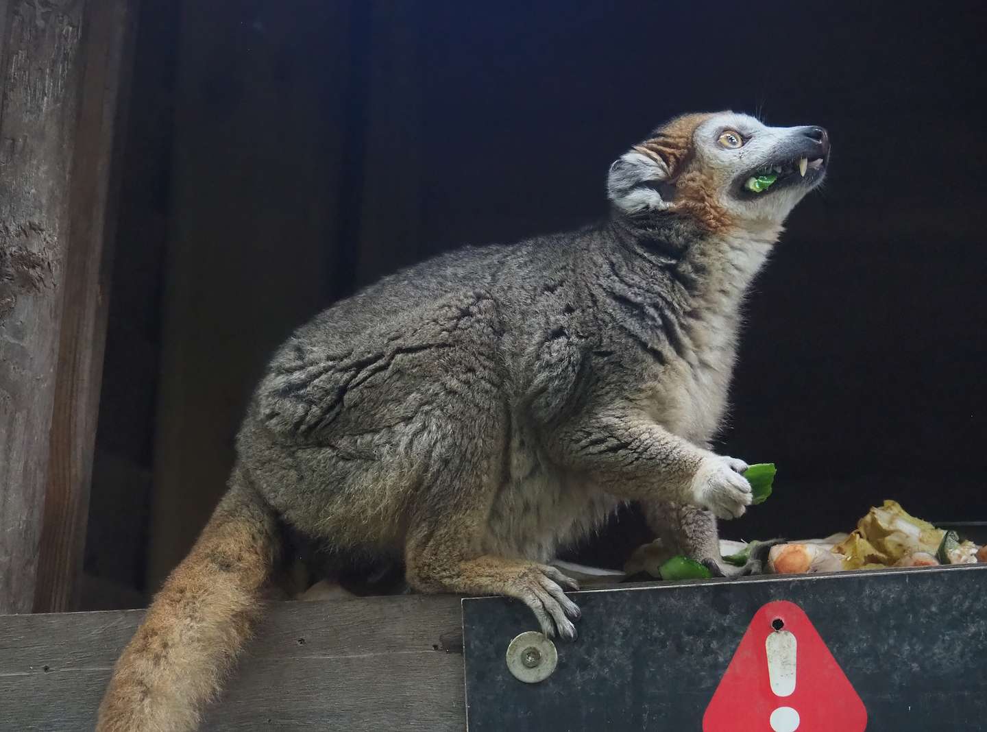Crowned lemur (Eulemur coronatus), 2023-10-13