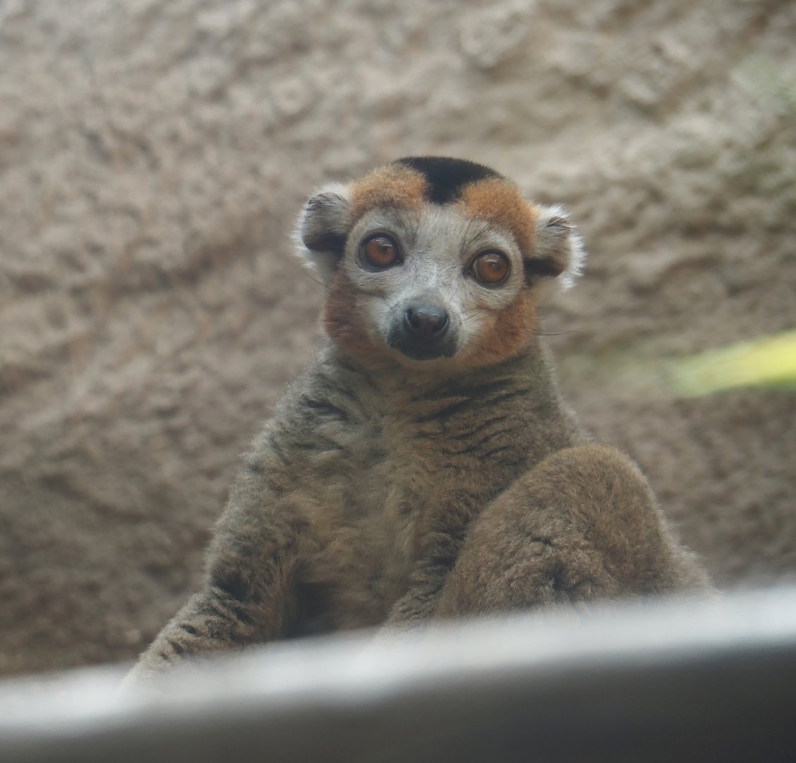 Crowned lemur (Eulemur coronatus), 2024-08-05