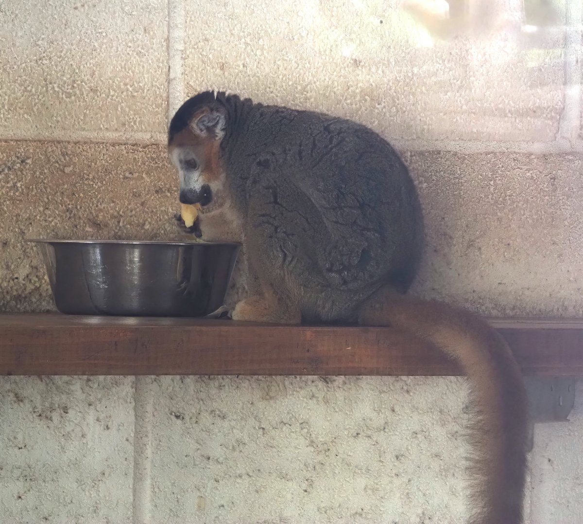 Crowned lemur (Eulemur coronatus), 2024-09-17