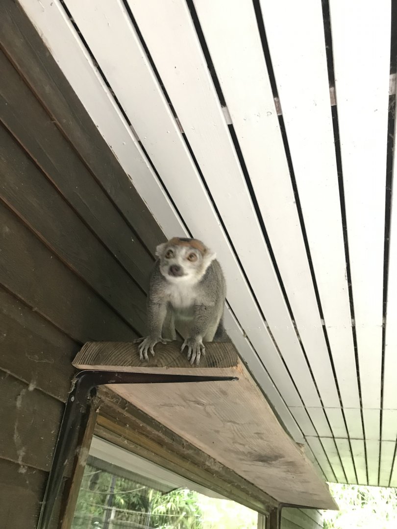 Crowned Lemur (Eulemur coronatus) (6/23/25)