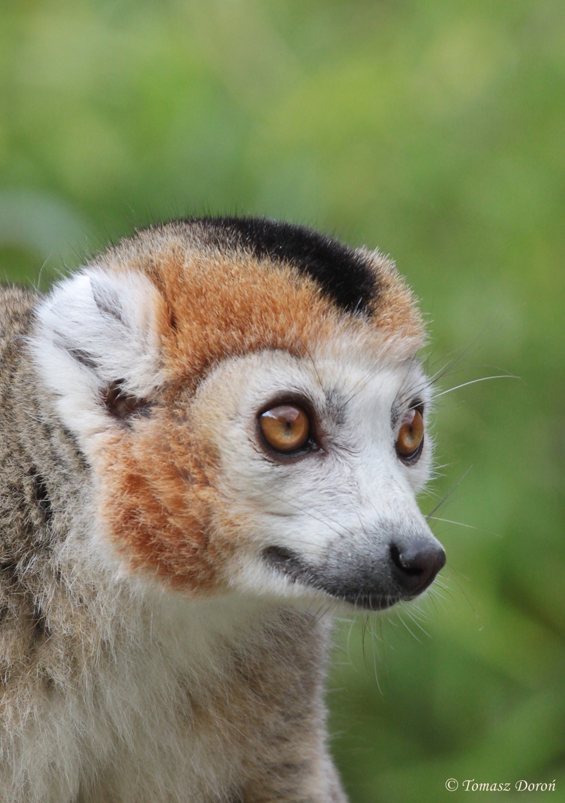 Crowned Lemur (Eulemur coronatus) male