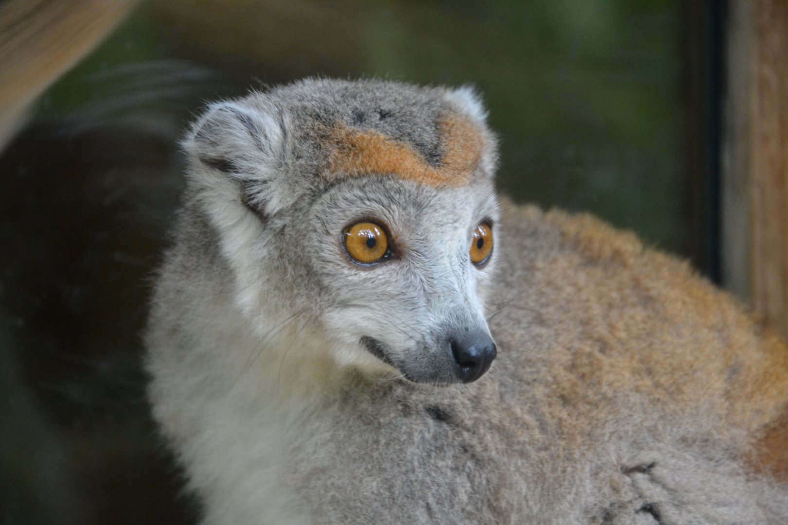 Crowned lemur - Eulemur coronatus